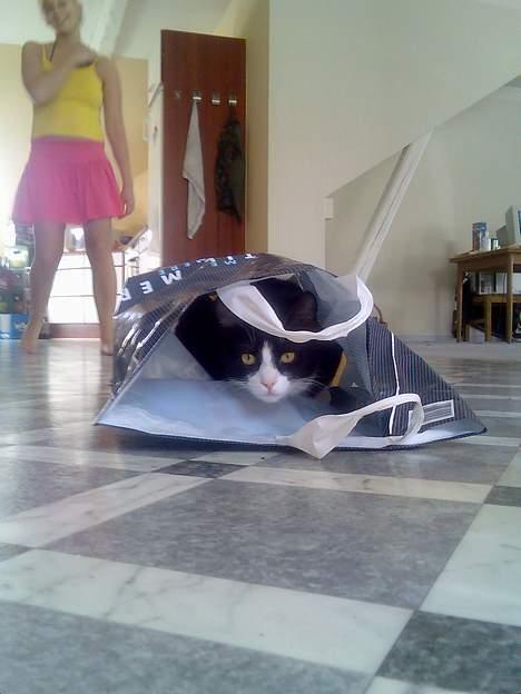 Huskat Pebre G billede 1