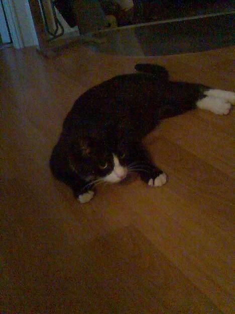 Huskat Pebre G billede 2