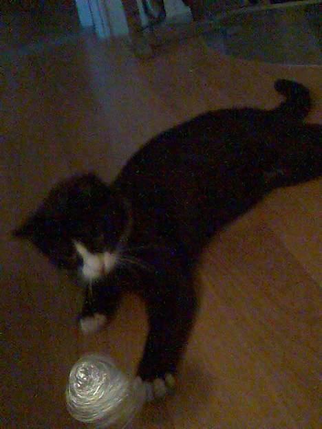 Huskat Pebre G billede 3