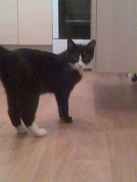 Huskat Pebre G billede 5