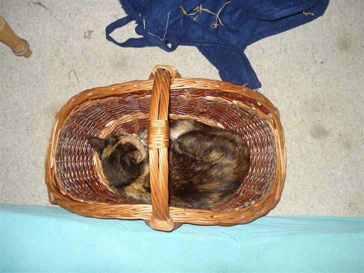 Huskat Possum ( Løbet Væk ) billede 14