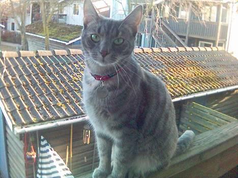 Huskat Chanell *flyttet* - Chanell knap 1 år billede 1