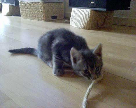 Huskat Chanell *flyttet* - Chanell 8-uger gammel billede 2