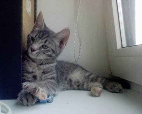 Huskat Chanell *flyttet* - Er jeg ikke dejlig? :-) billede 3