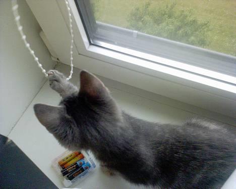 Huskat Chanell *flyttet* - Hmm... kan den mon leges med? billede 4