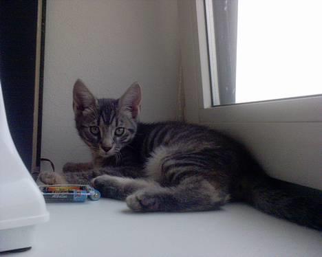 Huskat Chanell *flyttet* - Et lille hyggeligt hjørne... billede 5