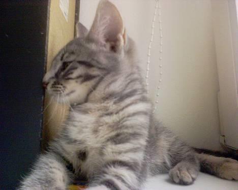 Huskat Chanell *flyttet* - Var der en lyd??? billede 6