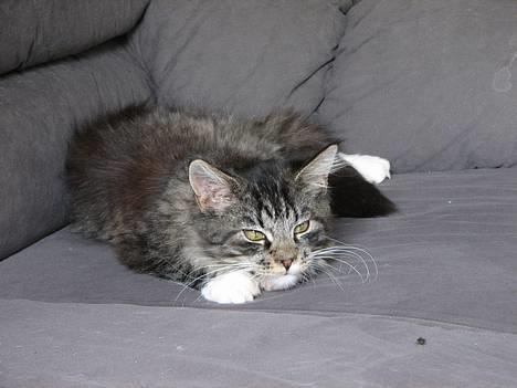 Maine Coon Gallaxe's Terminator billede 17