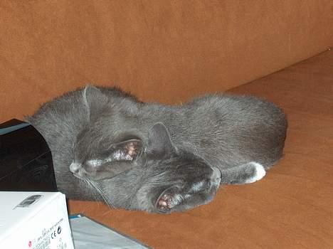 Huskat My - Katte i klump... My og Nemo sov ofte sådan da de var helt små billede 3