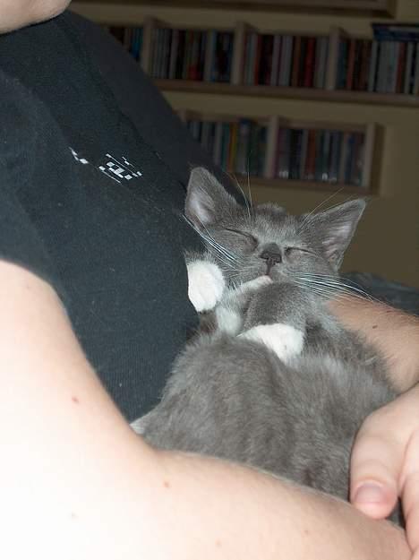 Huskat My - Eller også sov hun på mors arm som en tryg lille baby billede 4