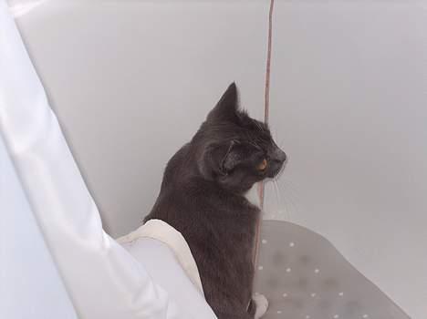 Huskat My - My elsker at være i badekarret, men kun når der ikke er vand i... billede 5