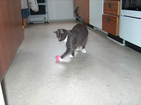 Huskat My - Fanget i et øjeblik hvor bolden lige skal have et ordentligt "dap" billede 6