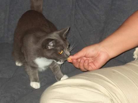 Huskat My - Pommes Fritter kan også spises.. MUMS billede 7