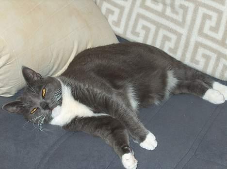 Huskat My - Mooaaarr.. Jeg sover altså.. Gå din vej med det kamera billede 8