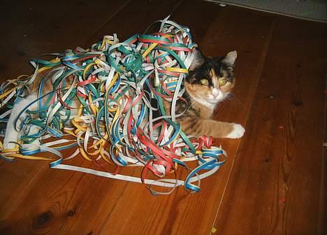 Huskat Gizmo - Lækker ? ja billede 8