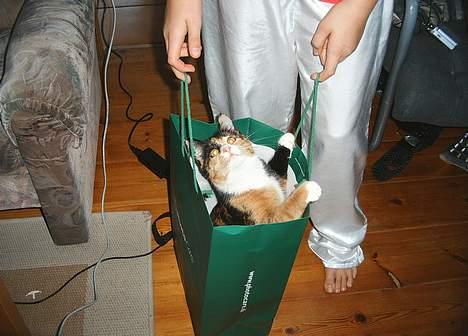 Huskat Gizmo billede 9