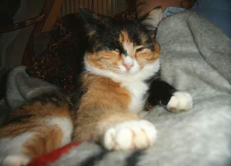 Huskat Gizmo billede 10