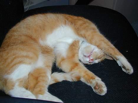 Huskat Bølle - aahh hvor er det skønt at ligge og slappe af billede 6