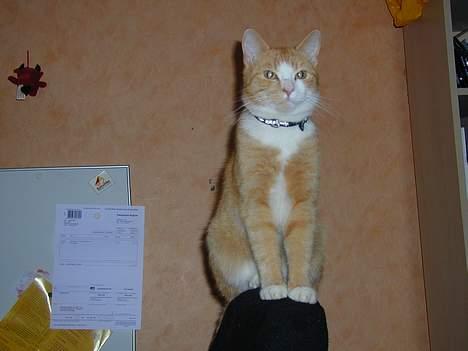 Huskat Bølle - jher kan jeg rigtig sidde og holde udkig billede 7