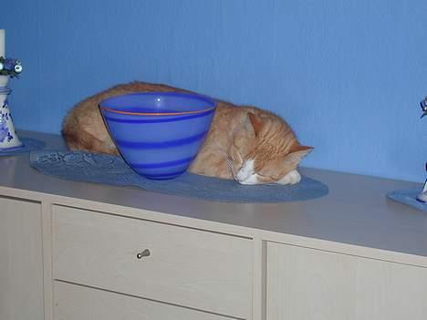 Huskat Bølle - her er jeg sikker på at Buller ikke kan nå mig. billede 8