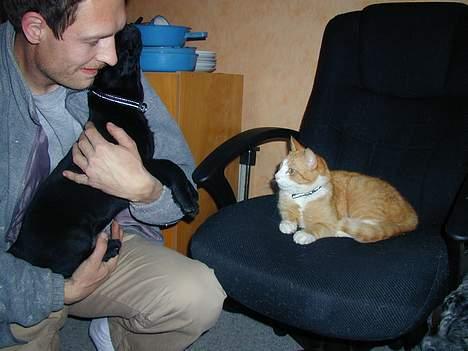 Huskat Bølle - jeg skal lige vænne mig til ham Buller billede 9