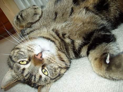 Blanding af racer Simba billede 11