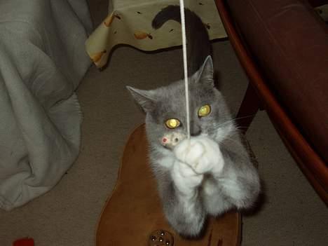 Blanding af racer Picasso billede 13