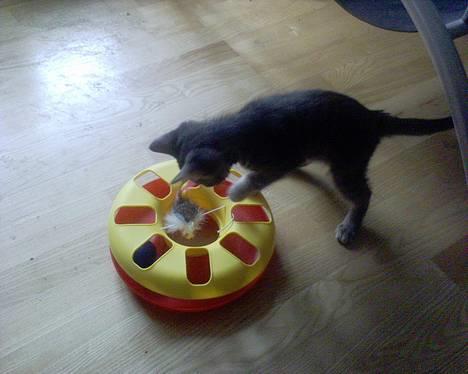 Huskat Chanell *flyttet* - Chanell og hendes lejetøj billede 7