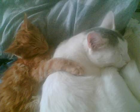 Blanding af racer  Maincoon Sigurd billede 18