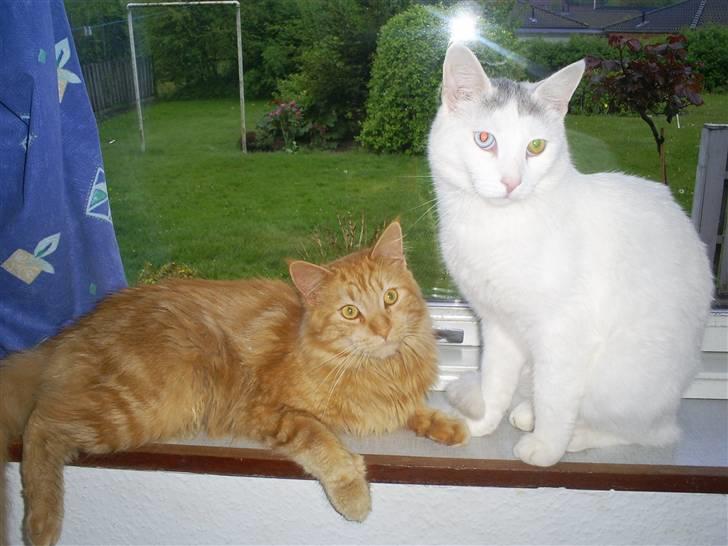 Blanding af racer  Maincoon Sigurd billede 19