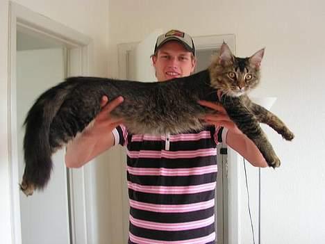 Norsk Skovkat Loke - D.18/6 Saadan lige lidt over 6 maaneder, ogsaa allerede paa str. med en huskat, han bliver vist lidt stor :0) billede 10