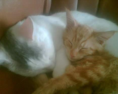 Blanding af racer  Maincoon Sigurd billede 20