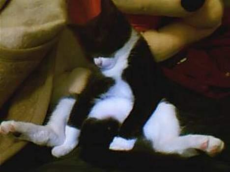 Huskat Emil - Jaah lidt træt kan man jo altid blive :o) billede 11