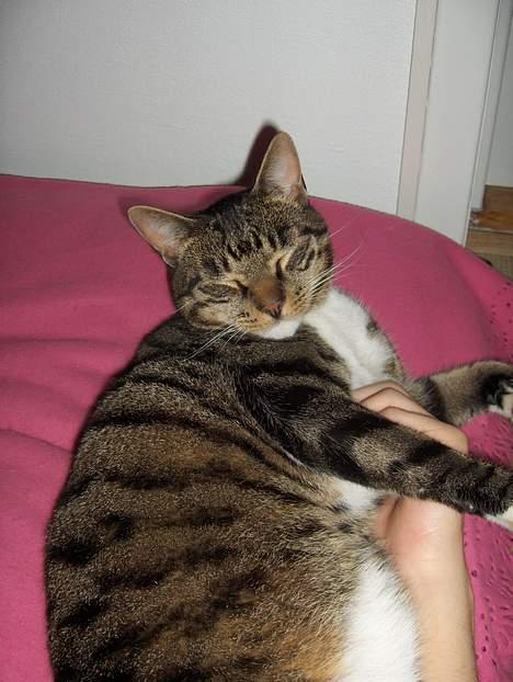 Huskat Eddie billede 2