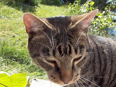 Huskat Eddie billede 4