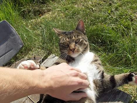 Huskat Eddie billede 6