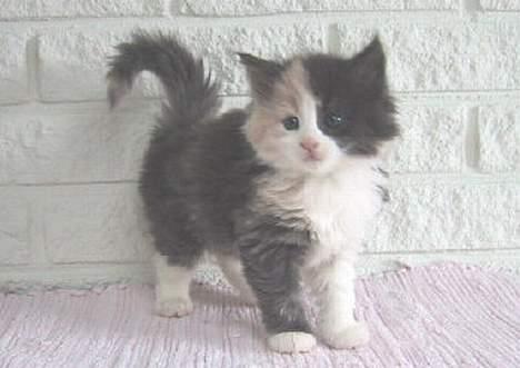 Norsk Skovkat perle billede 1