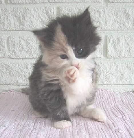 Norsk Skovkat perle billede 2