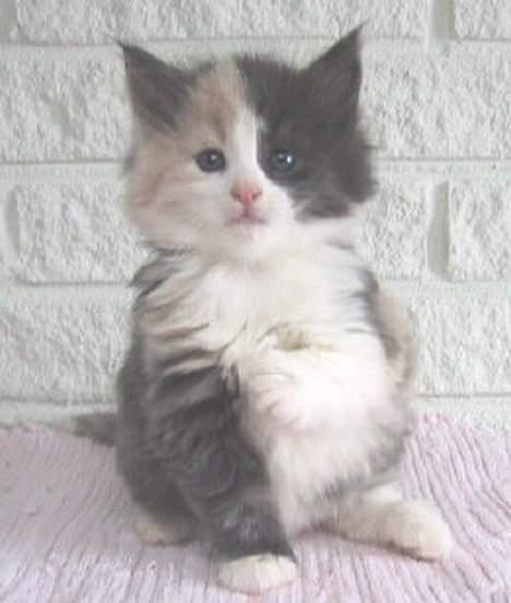 Norsk Skovkat perle billede 3