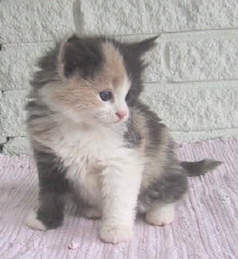 Norsk Skovkat perle billede 4