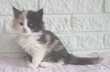 Norsk Skovkat perle billede 5