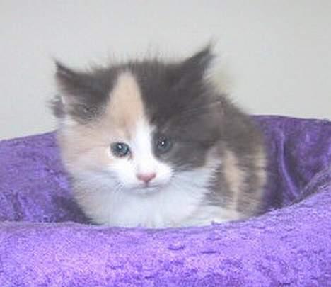 Norsk Skovkat perle billede 6