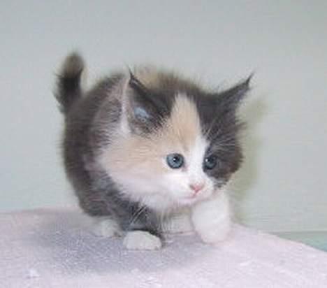 Norsk Skovkat perle billede 7