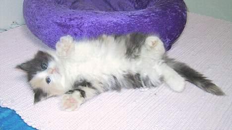 Norsk Skovkat perle billede 8