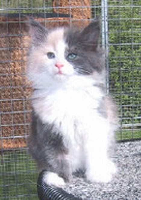 Norsk Skovkat perle billede 9