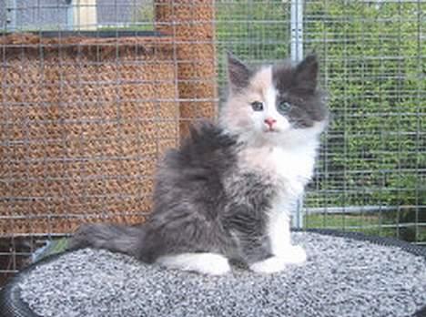 Norsk Skovkat perle billede 10