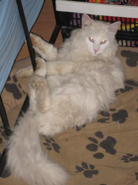 Norsk Skovkat Safir billede 17