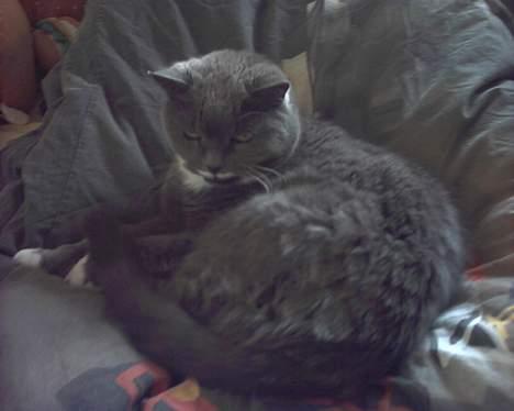 Blanding af racer Musti <3 Nye billeder :] billede 16