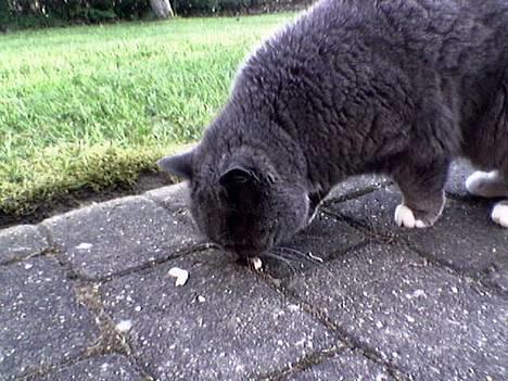 Blanding af racer Musti <3 Nye billeder :] - Hmm guf ! Mad !! billede 17