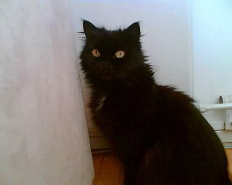 Perser Bambi  +1992-2008 + - Jeg må heller sidde stille når min mor vil tage smukke billeder af mig. billede 1